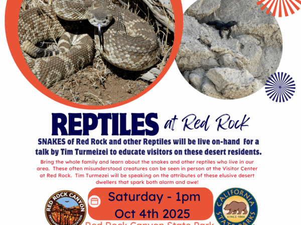 Snakes of Red Rock & Other Reptiles